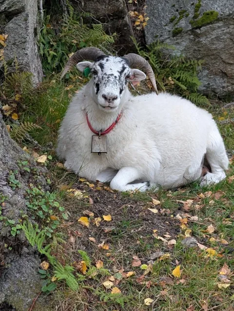 A white horned sheep with a bell collar resting on a grassy bank beside the path