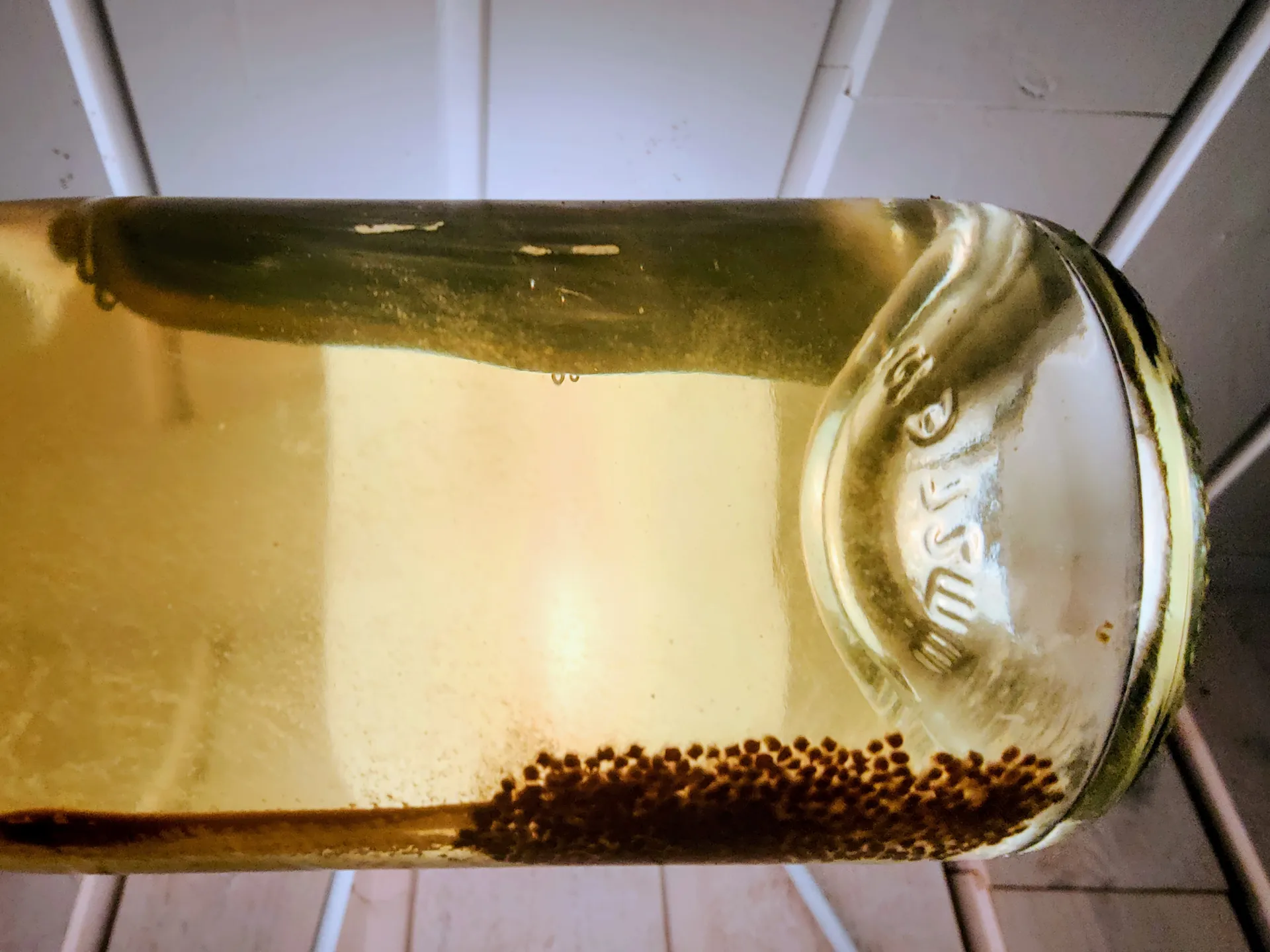 Amber alginate beads holding encapsulated yeast settled inside a bottle of cider