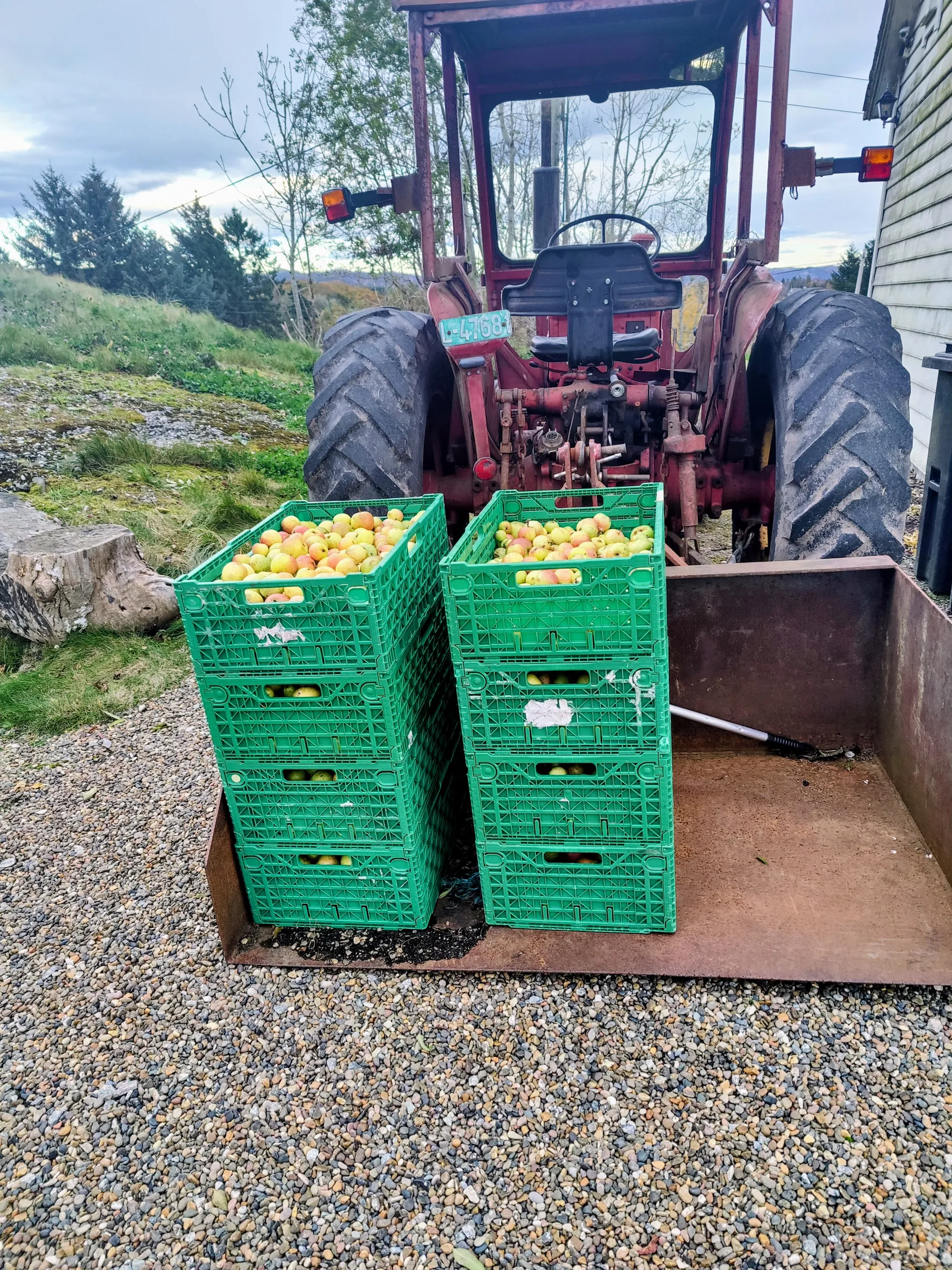 Green crates heaped with apples stacked on the loader bucket of an old red tractor