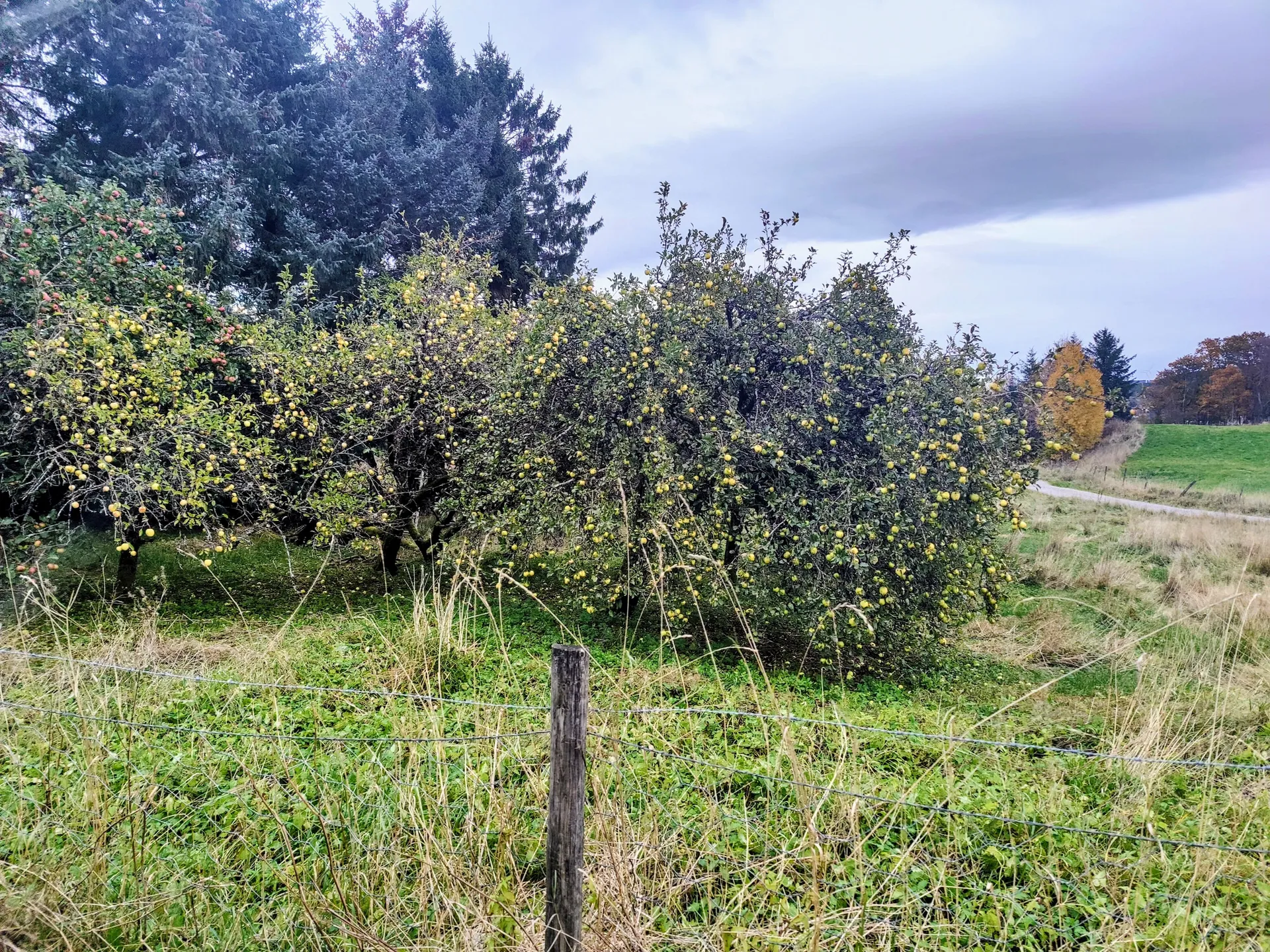 Apple pressing and cider making tour highlight 3