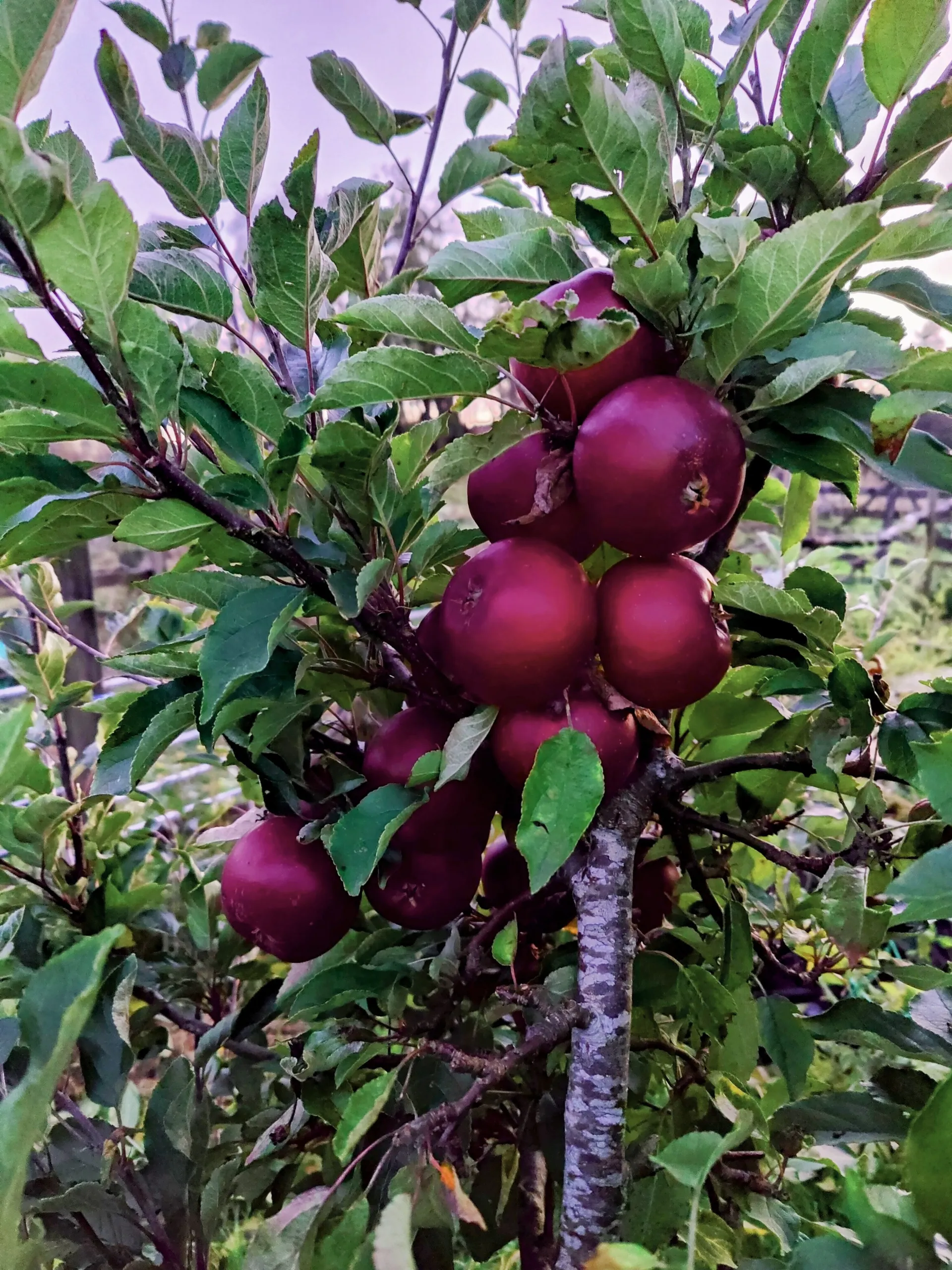 Deep crimson Ingrid Marie Red apples hanging on the branch at dusk