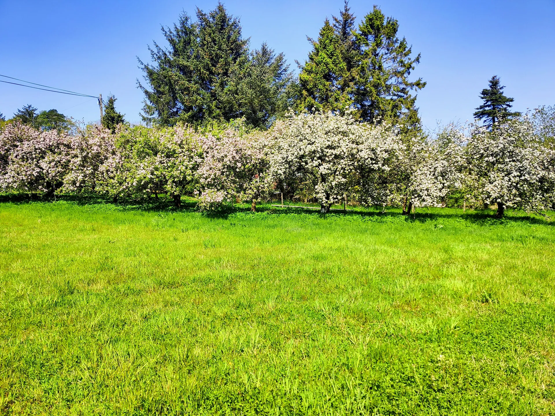 Rows of apple trees in full white blossom under a spring sky