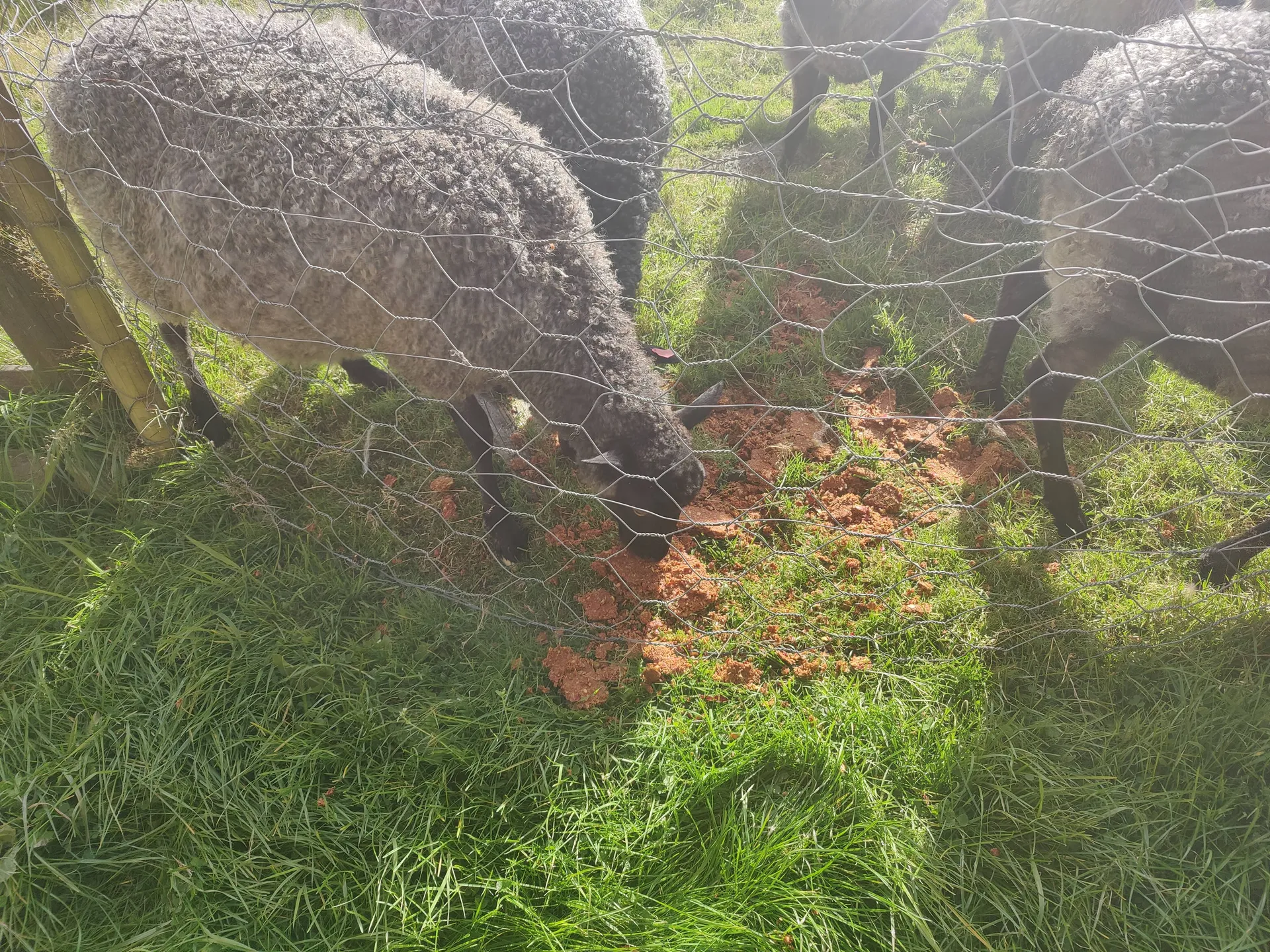 Sheep eating spent apple pomace from the press