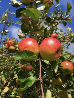 Ripe Lord Lambourne apples on the branch, one of the named varieties grown at the farm